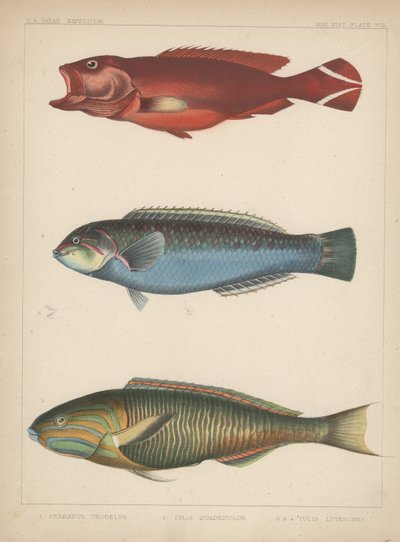 1. Serranus Urodelus, 2. Julis Quadricolor, 3. Julis Lutescens, 1855 by H. Patterson